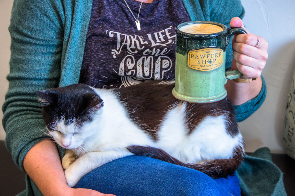 A Cat with a Mug at Pawffee Shop Cat Cafe in Appleton