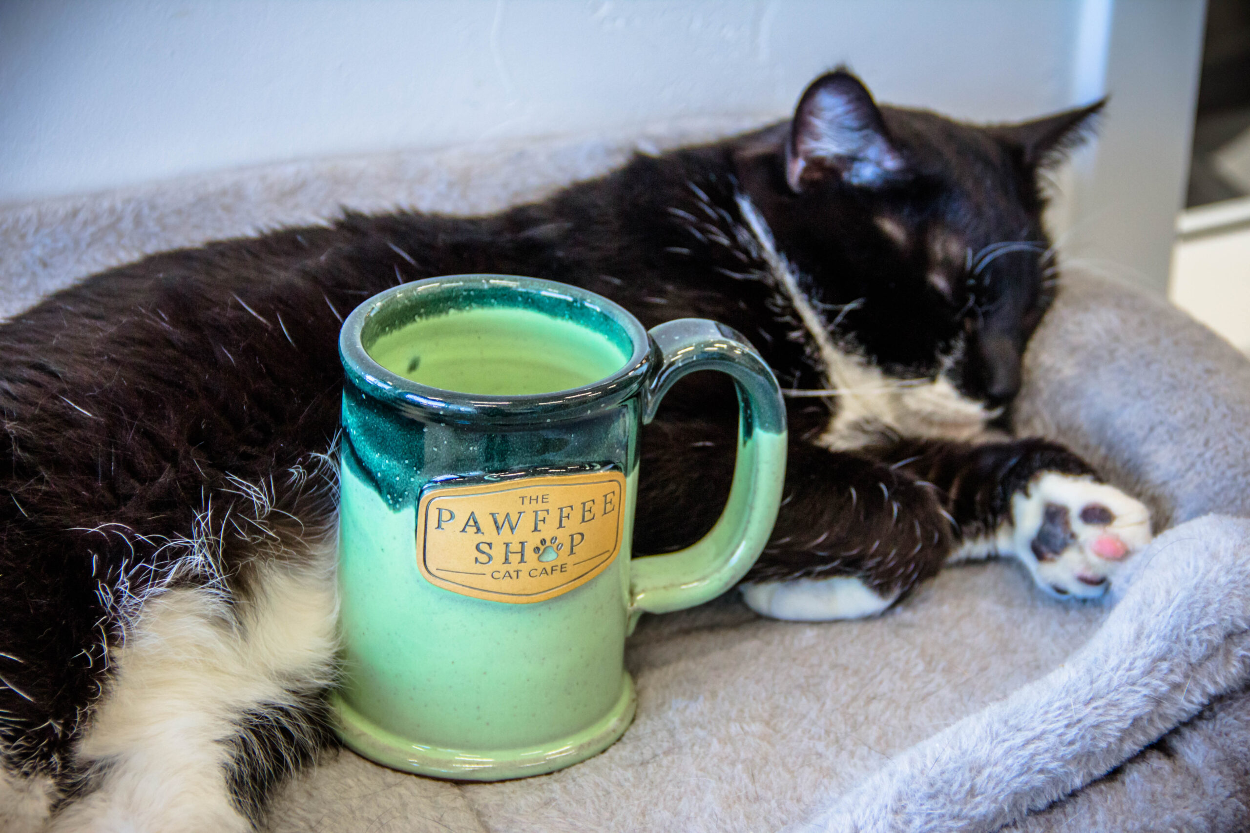 Cat at the Pawffee Shop in Appleton