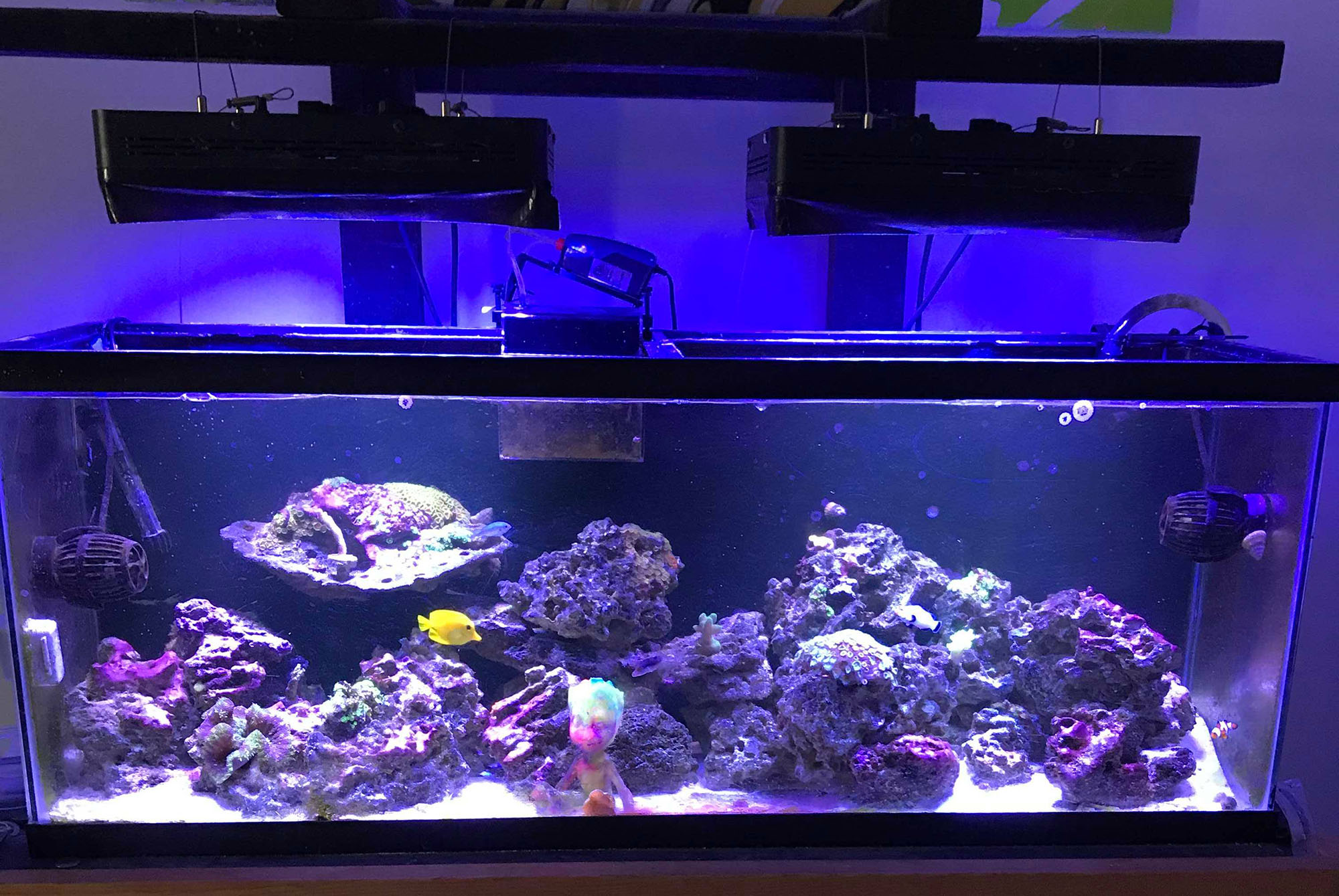 Saltwater Aquarium Setup
