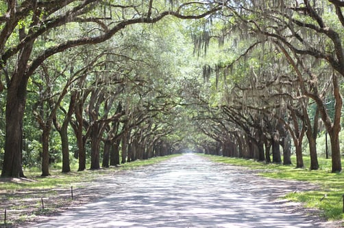 Wormsloe State Historic Site